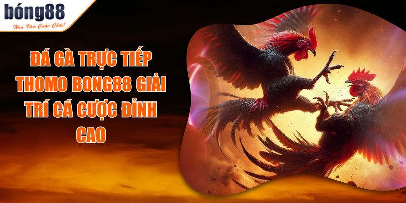Đá Gà Trực Tiếp Thomo BONG88 Giải Trí Cá Cược Đỉnh Cao 6 Đá Gà Trực Tiếp Thomo BONG88 Giải Trí Cá Cược Đỉnh Cao